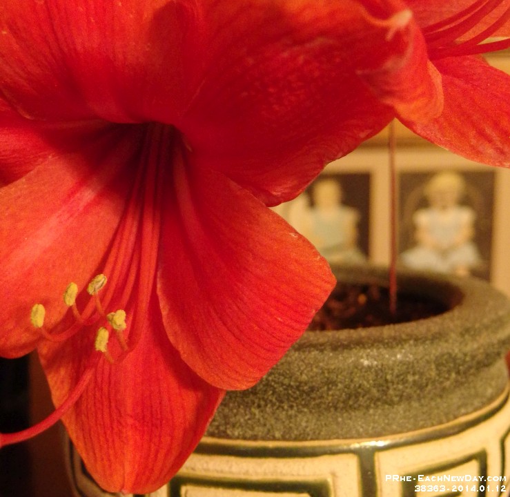 38363Cr - The Amaryllis that Pauline gave Mom for Christmas